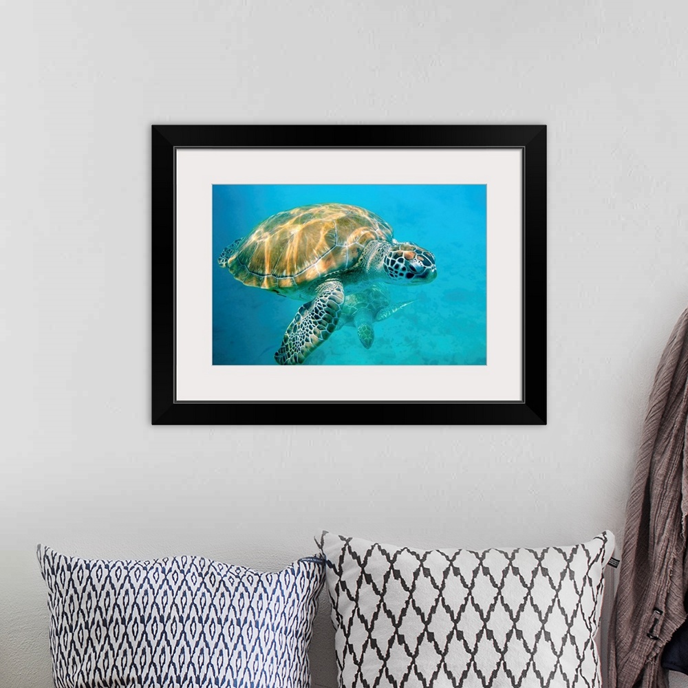 A bohemian room featuring Close up of two sea turtles in Caribbean, Barbados, West Indies.