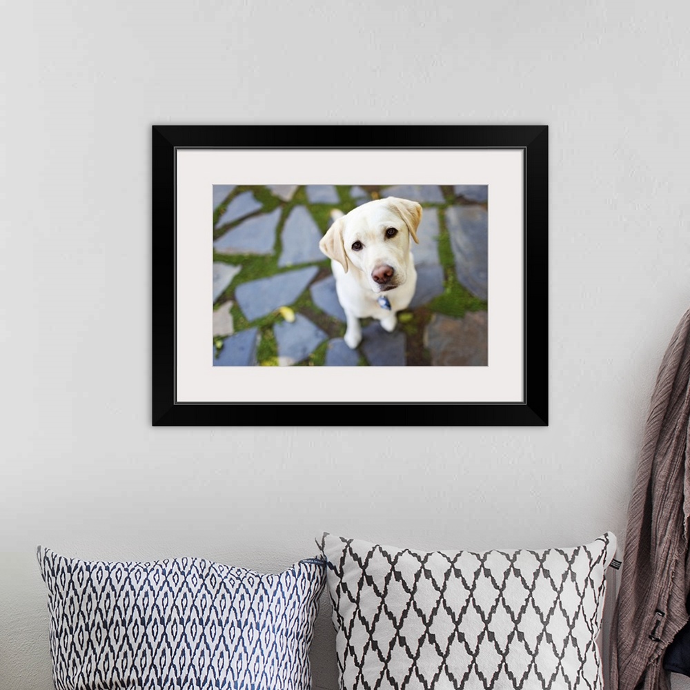 A bohemian room featuring A curious Yellow Labrador Retriever dog sitting on flagstones looks up expectantly.