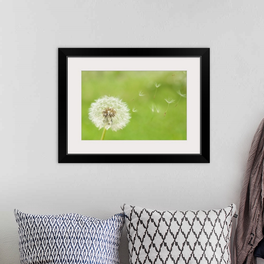 A bohemian room featuring Puffs of this spindly flower blow away with the wind in this close up nature photograph taken aga...