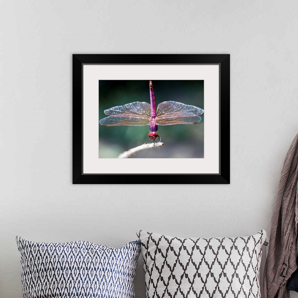 A bohemian room featuring Dragonfly