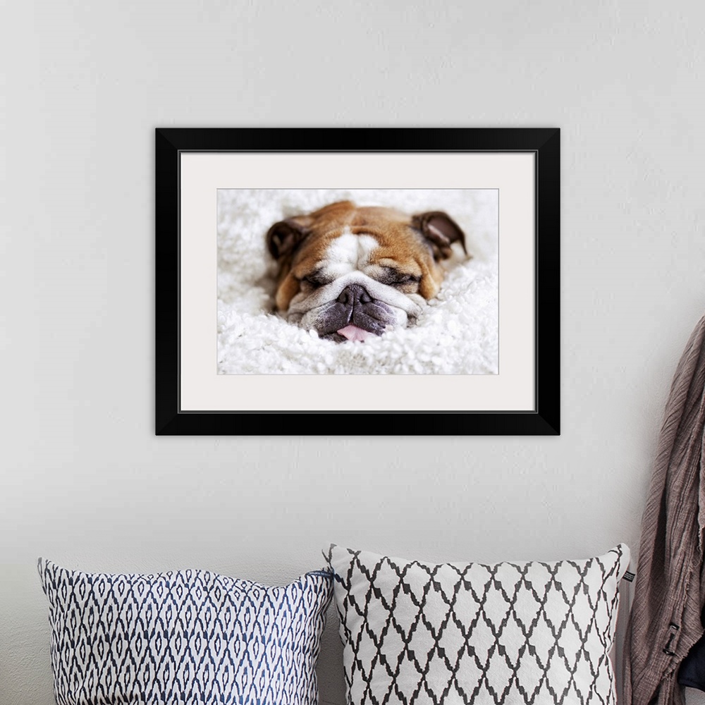 A bohemian room featuring English bulldog sleeping in cute and funny position, wrapped in  white blanket.