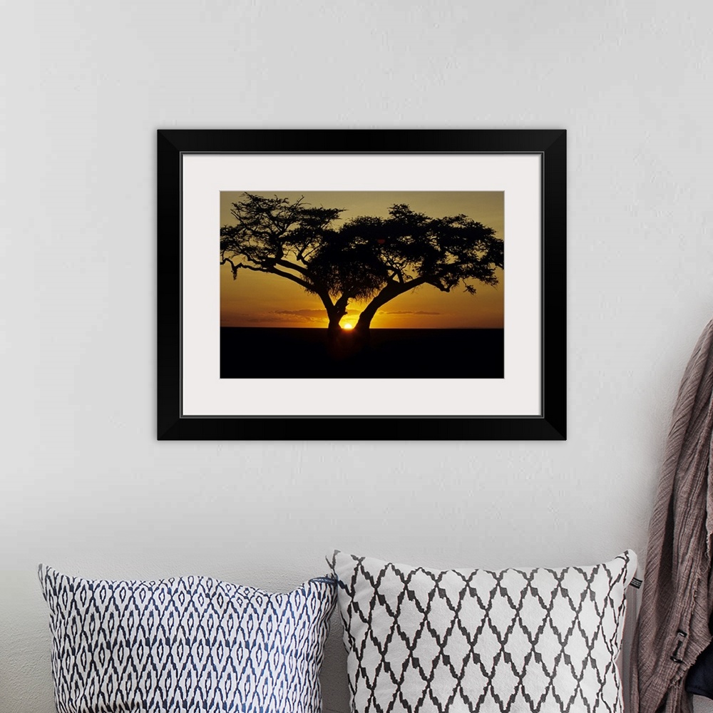 A bohemian room featuring A landscapre photograph of a beautiful sunset taken on the horizon through a fig tree in Africa.