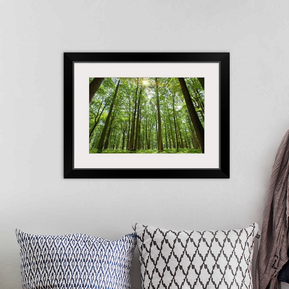 A bohemian room featuring Docor perfect for the home or office of a photograph taken inside a thick forest while looking up...