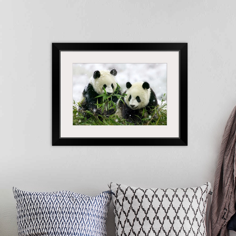 A bohemian room featuring Two giant panda cubs (Ailuropoda melanoleuca) eat bamboo in snowfall in Wolong, Sichuan Province,...