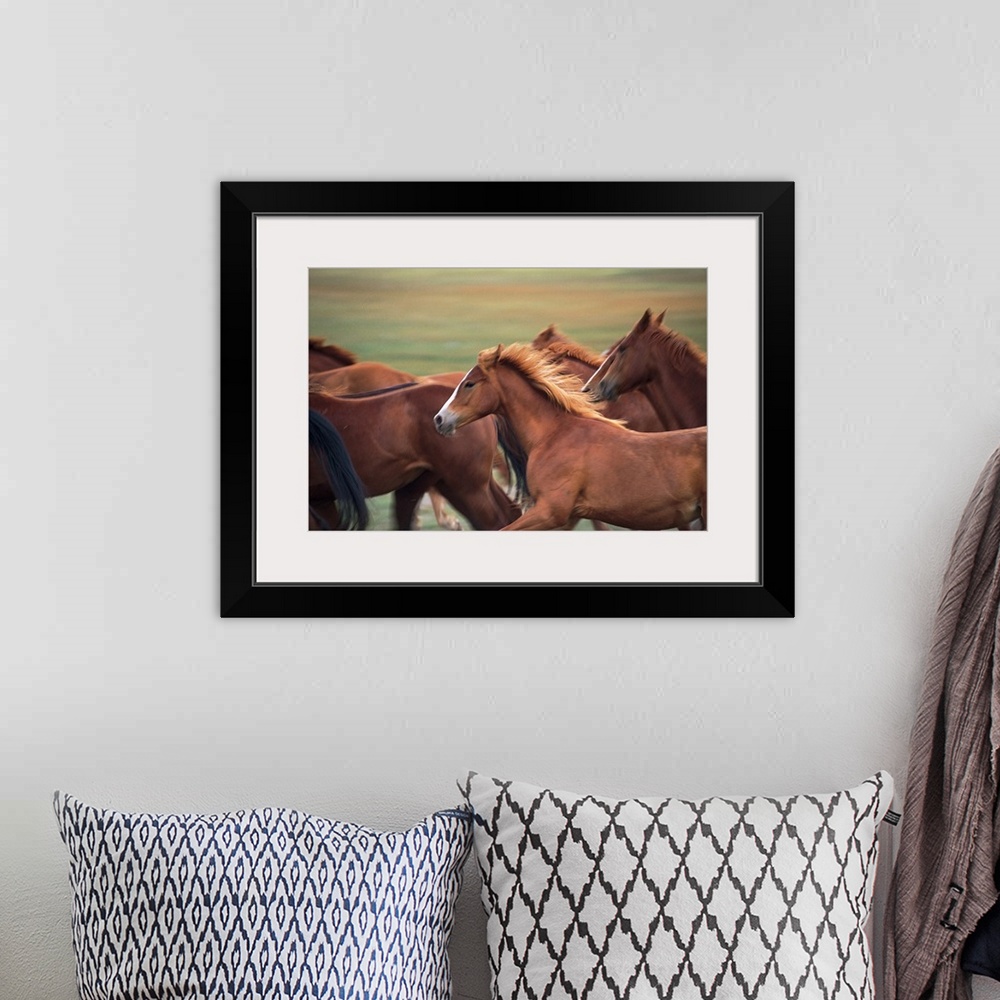 A bohemian room featuring Herd of horses running near Fairplay, Colorado