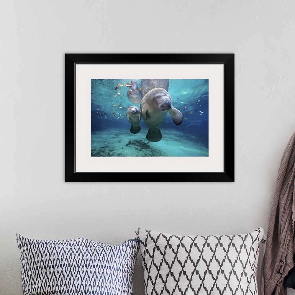 A bohemian room featuring A mother and baby manatee are photographed just under the surface of water.