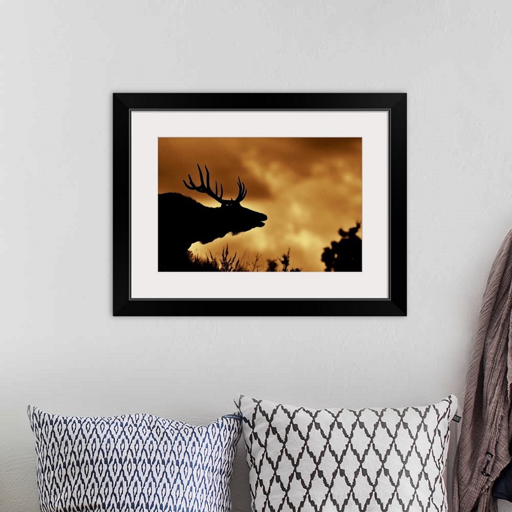 A bohemian room featuring Moose in silhouette with copper colored sunrise. Yellowstone national park.