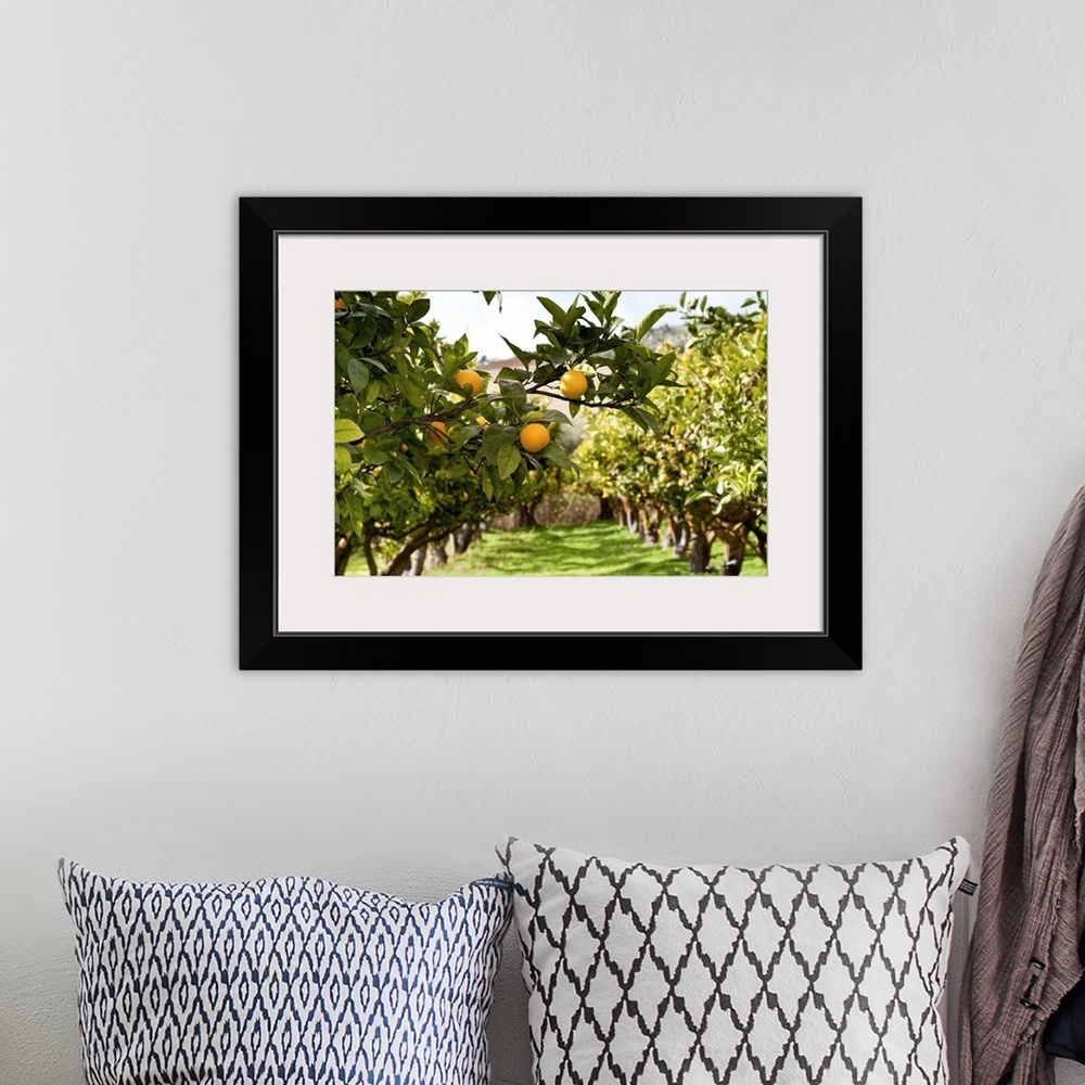 A bohemian room featuring Two rows of Orange trees with close up to some orange fruits.