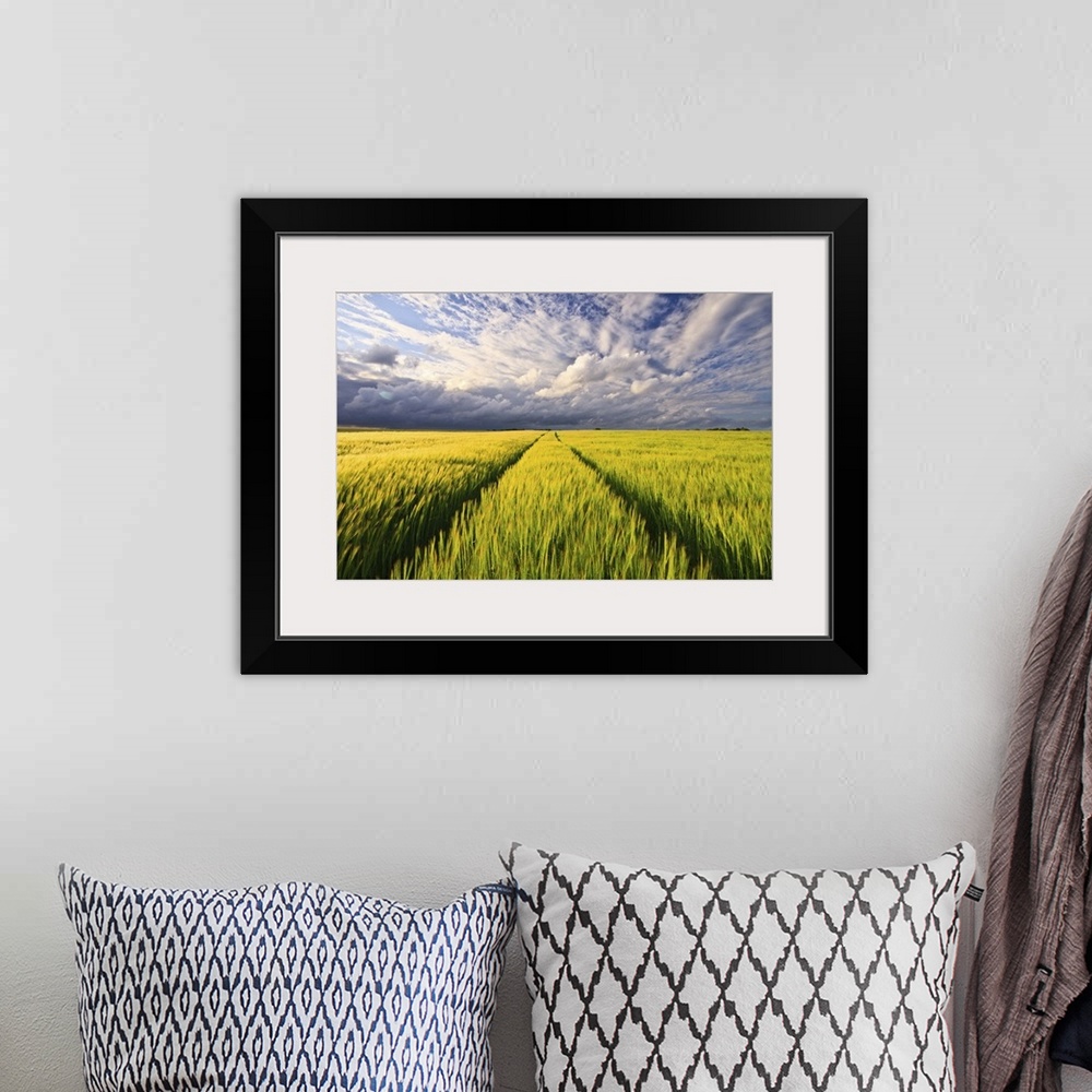 A bohemian room featuring Picture taken in greenish yellowish wheat field at end of spring, under sunset light with grey cl...