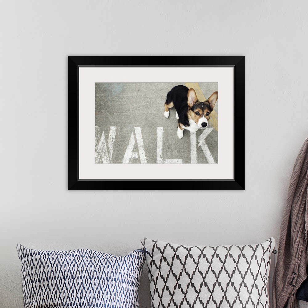 A bohemian room featuring A Welsh Corgi looking up at the camera while standing next to a stenciled 'WALK' sign on the side...