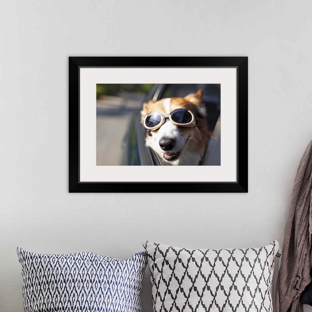 A bohemian room featuring A Welsh Corgi wearing goggles sticks its head out of a car window during a car ride on a sunny day.