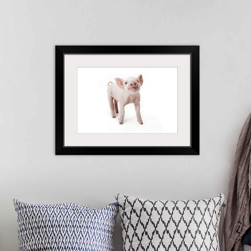 A bohemian room featuring Pig standing looking up, white background