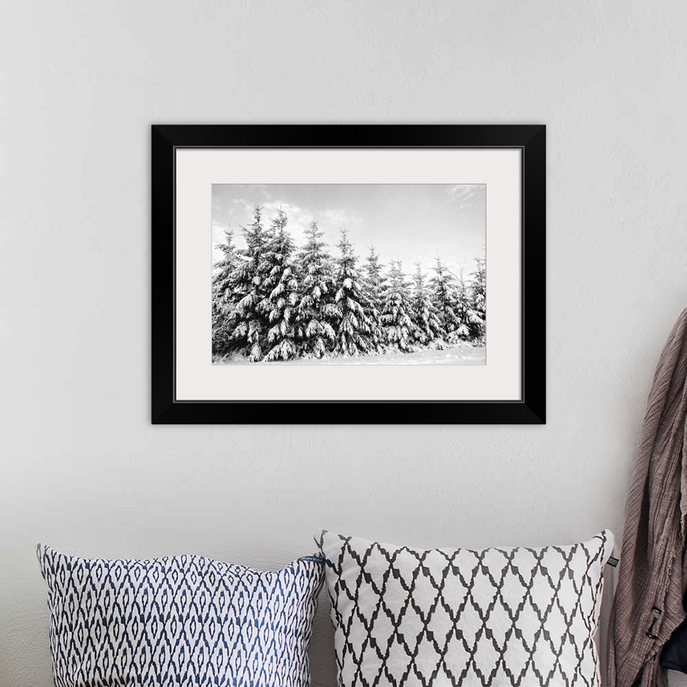 A bohemian room featuring Row of evergreen trees are laden with snow in winter, Canada.