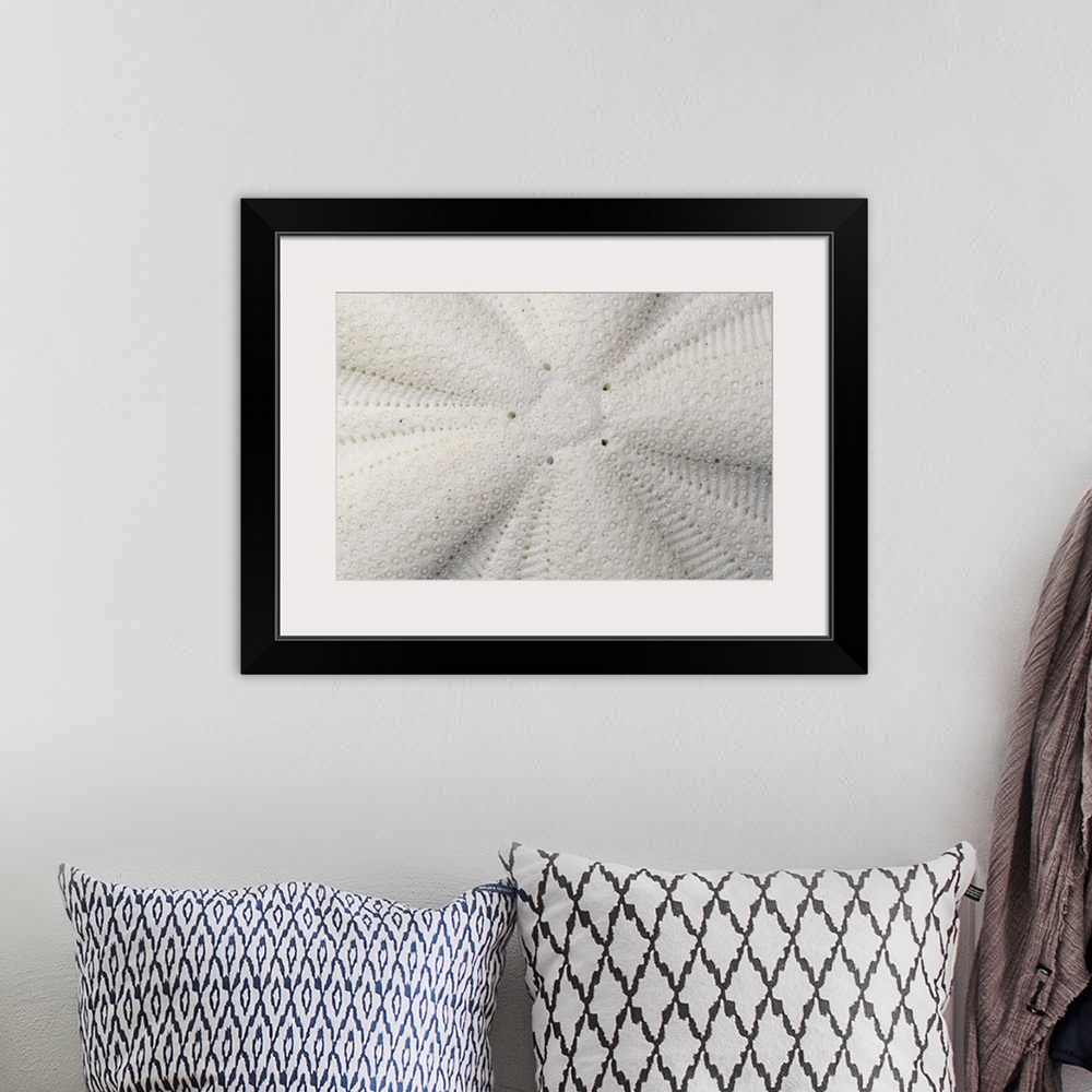 A bohemian room featuring Extreme close-up of the texture of a sand dollar shell.