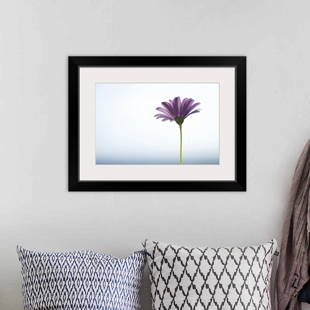 A bohemian room featuring Side capture of purple daisy in front of bokeh sea and sky background. Selective focus.