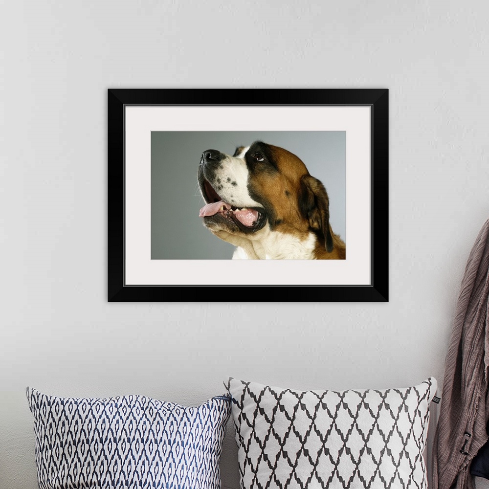 A bohemian room featuring Side profile of a St. Bernard dog looking up