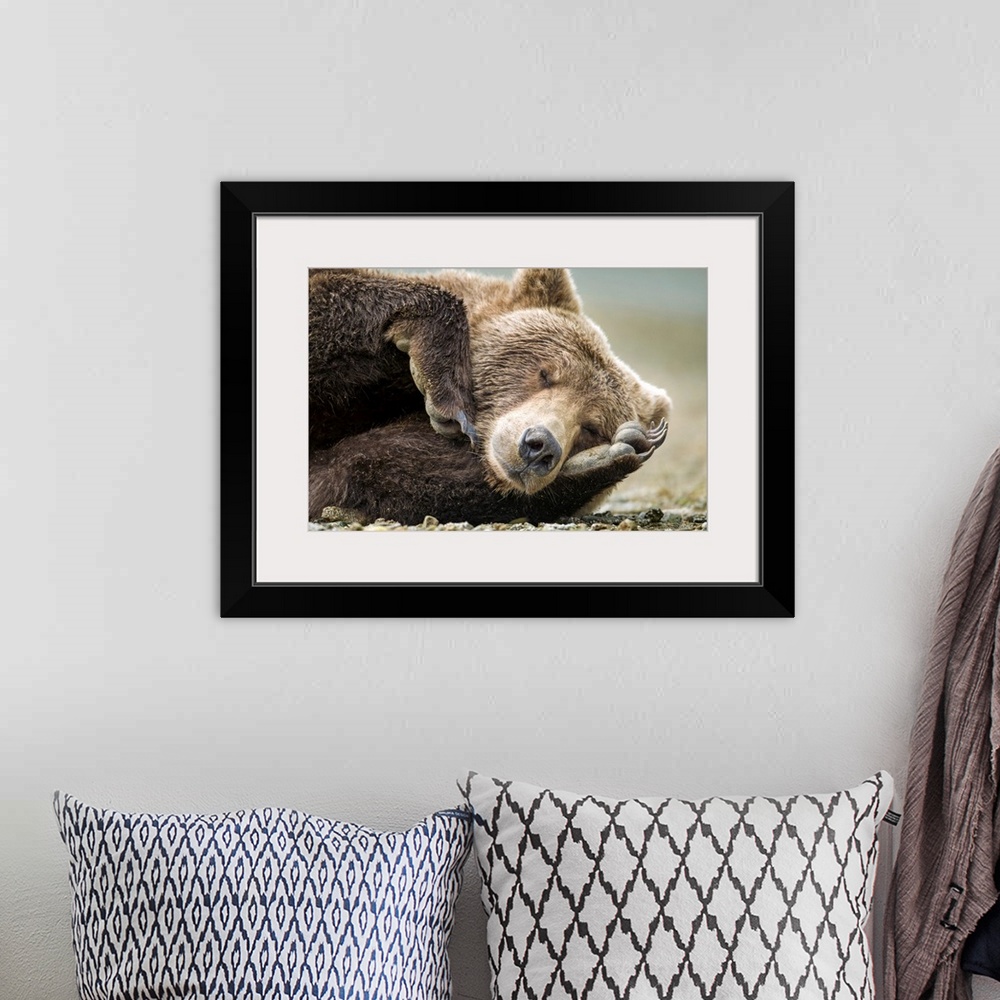 A bohemian room featuring USA, Alaska, Katmai National Park, Coastal Brown Bear (Ursus arctos) resting on claws along salmo...