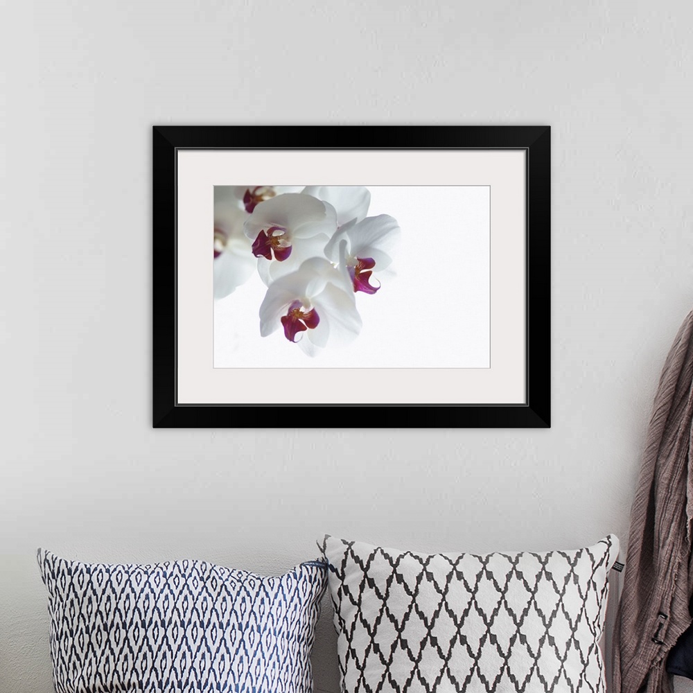 A bohemian room featuring Large landscape photograph of a single branch of fully bloomed orchid blossoms against a solid wh...