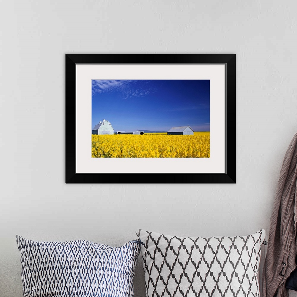 A bohemian room featuring The spring crop of canola in a field in Grangeville, Idaho.