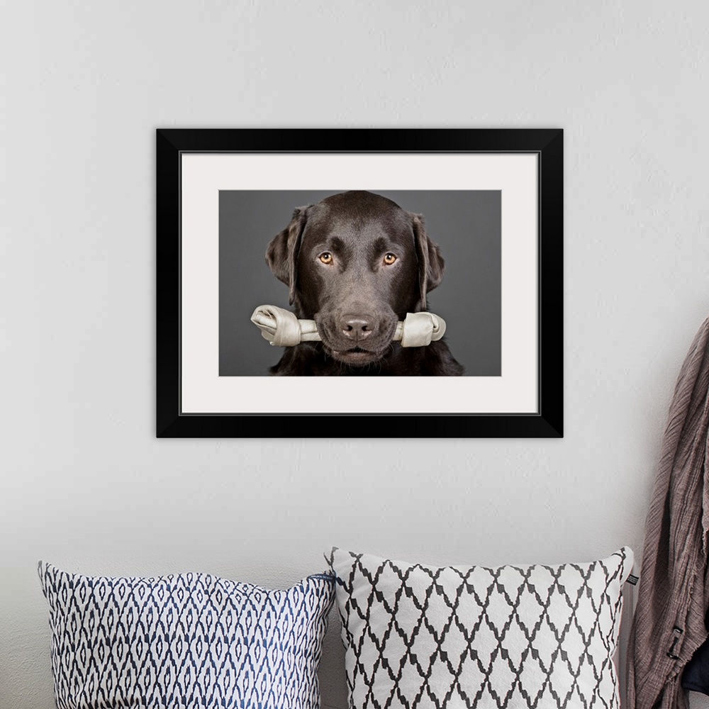 A bohemian room featuring Horizontal photograph of a chocolate Labrador looking forward with yellow eyes while holding a la...