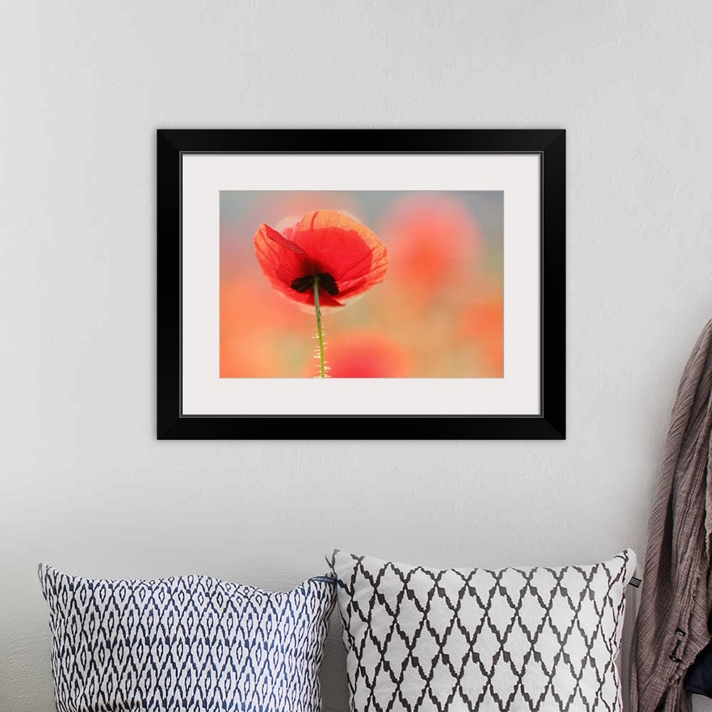A bohemian room featuring A photograph of single red poppy flower.
