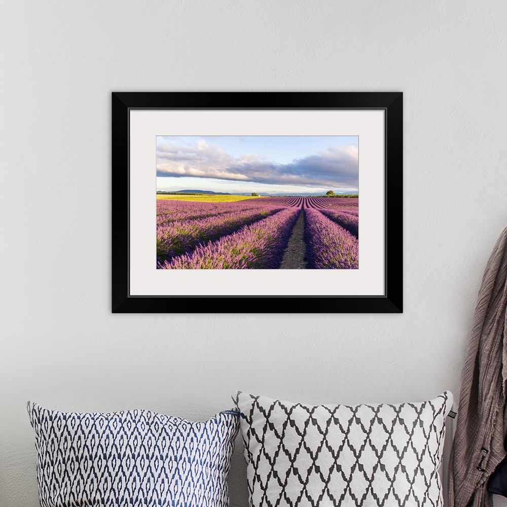 A bohemian room featuring France, Provence Alps Cote d'Azur, Haute Provence, Plateau of Valensole. Lavender field in full b...