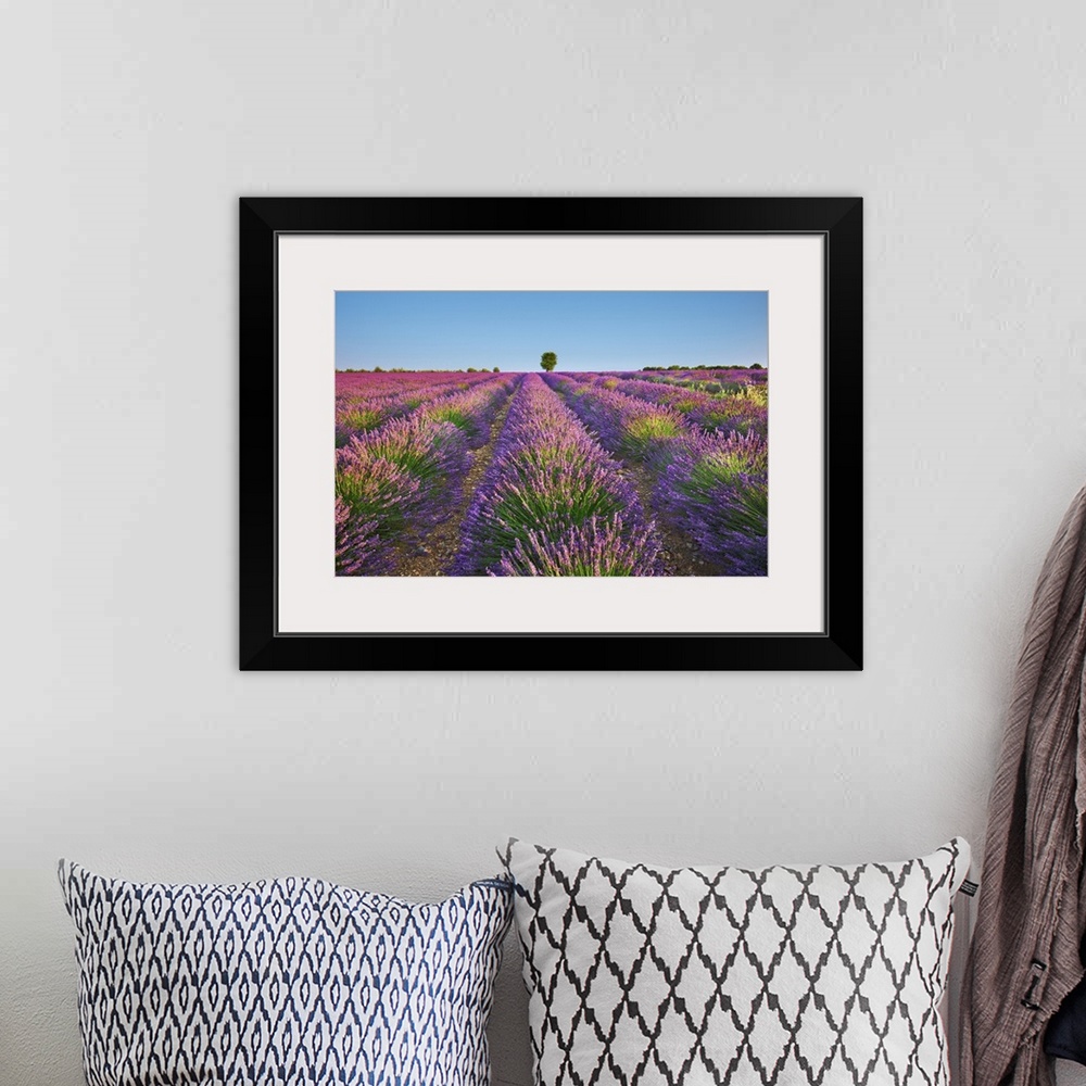 A bohemian room featuring Lavender field. France, Provence-Alpes-Cote d'Azur, Alpes de Haute Provence, Forcalquier, Valenso...