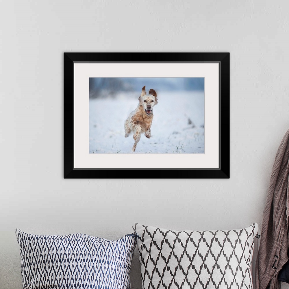 A bohemian room featuring Lombardy, Italy, Europe. An english setter dog is running on a snow covered field.