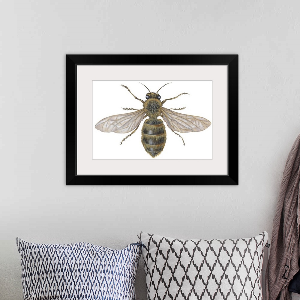 A bohemian room featuring Honeybee (Apis Mellifica)