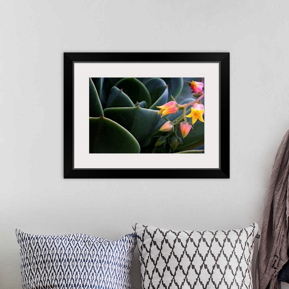 A bohemian room featuring Close up nature photograph of a succulent cactus and of tiny flower blossoms opening.