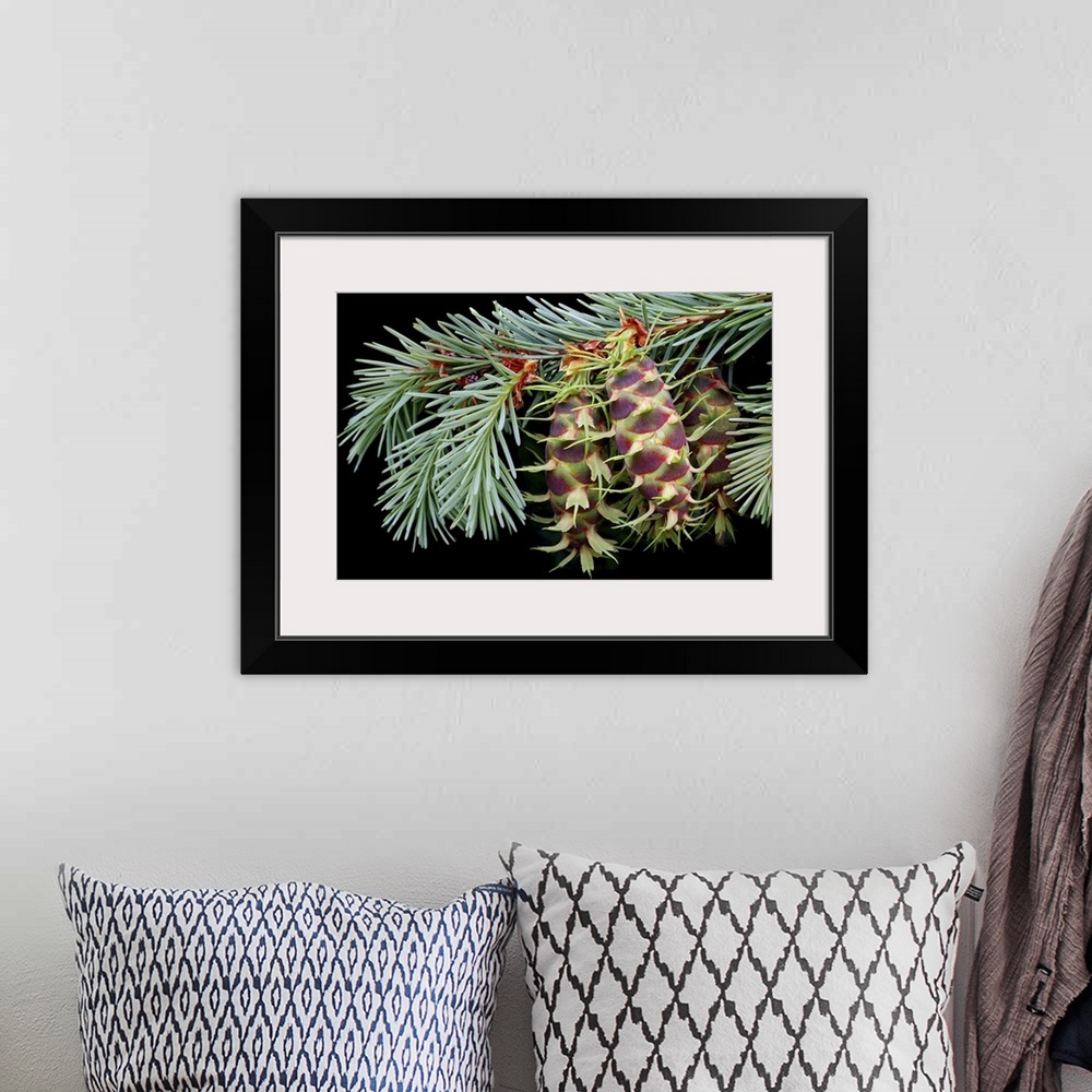 A bohemian room featuring Giant, landscape, close up photograph of an evergreen branch with several pinecone seedlings at t...
