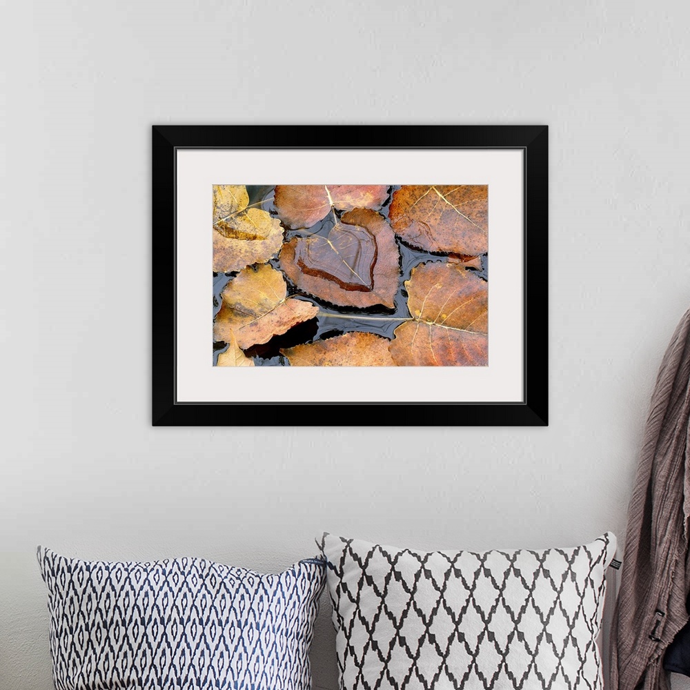 A bohemian room featuring Large photograph focuses on a few Fall leaves sitting quietly on the top of a body of water.