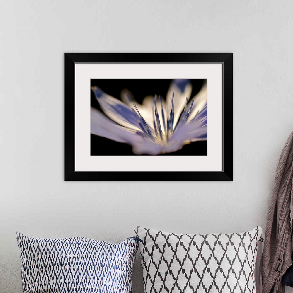 A bohemian room featuring Closely taken photograph of the stamen of a delicate white flower.