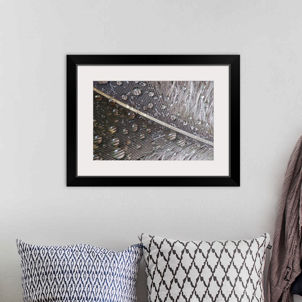 A bohemian room featuring Close up photo of water droplets on a neutral colored feather.