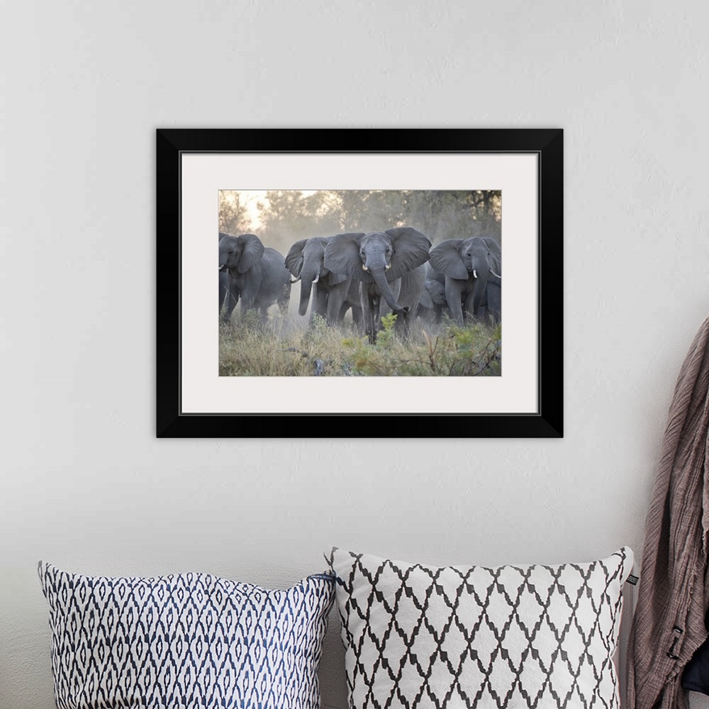 A bohemian room featuring African ElephantLoxodonta africanaUpset herd gathered together after smelling blood from wild dog...