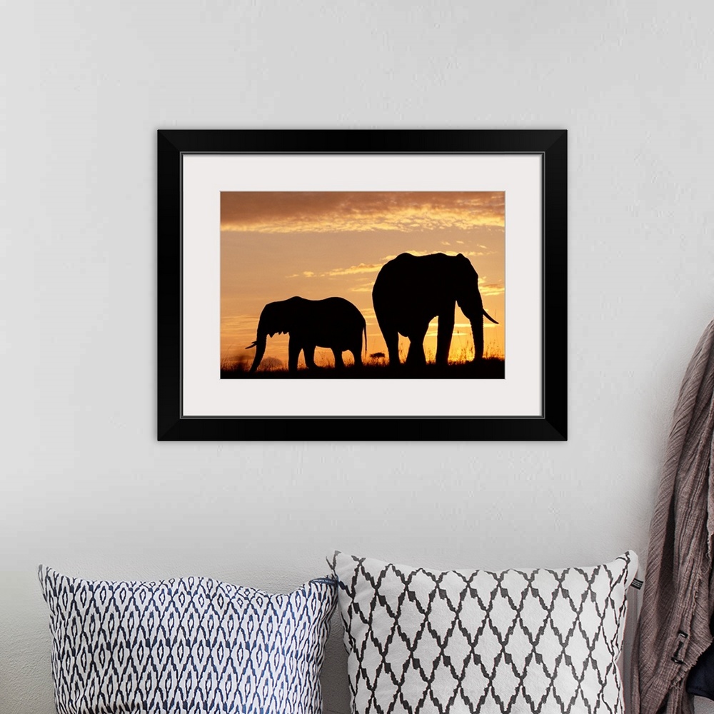 A bohemian room featuring African Elephant (Loxodonta africana) mother and calf silhouetted at sunset, Kenya