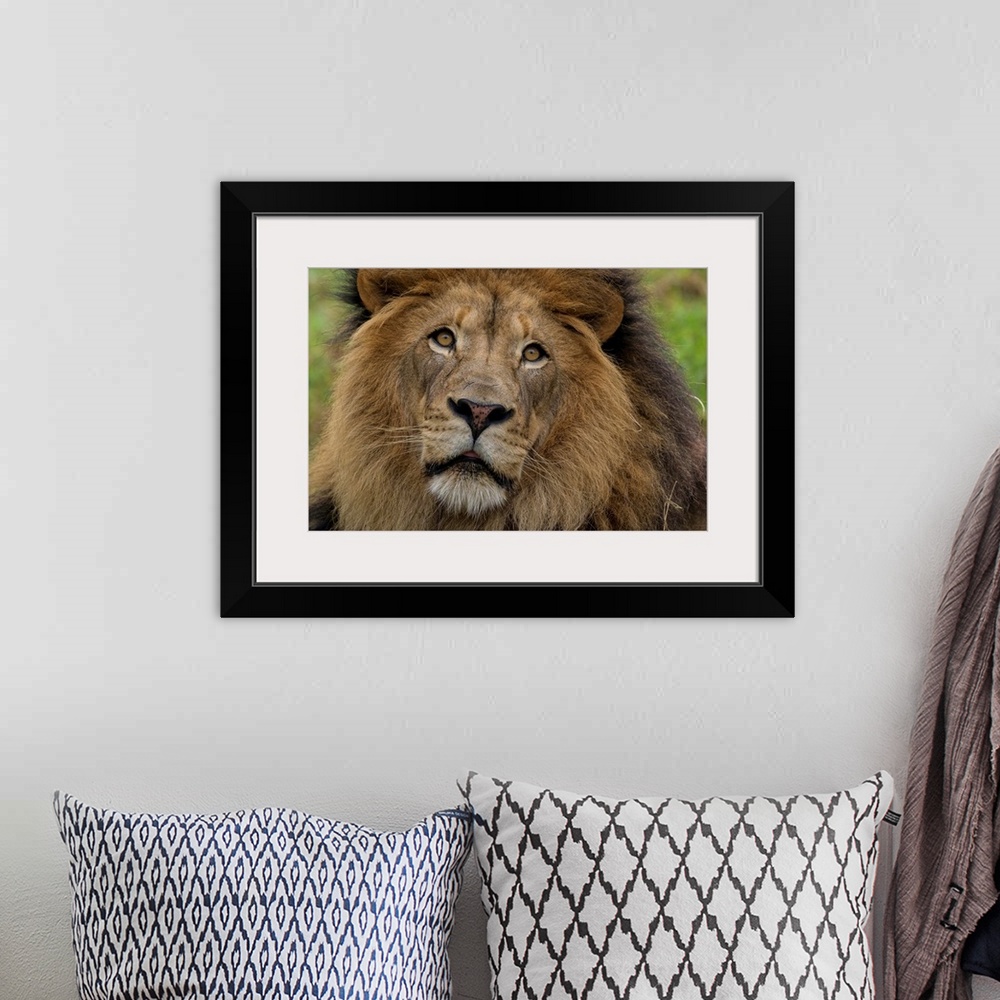 A bohemian room featuring African Lion male, native to Africa