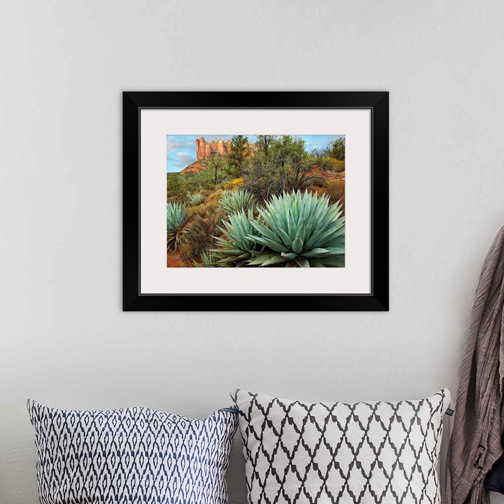A bohemian room featuring Dessert plants growing in the foreground of this photograph of a famous geographic feature.