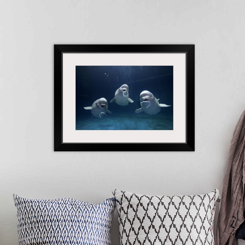A bohemian room featuring Three beluga whales are photographed under water all blowing bubbles.