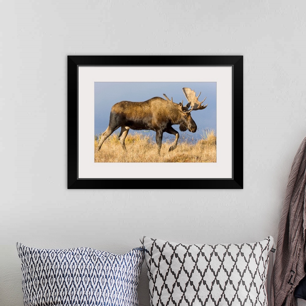 A bohemian room featuring Bull Moose Denali National Park Alaska