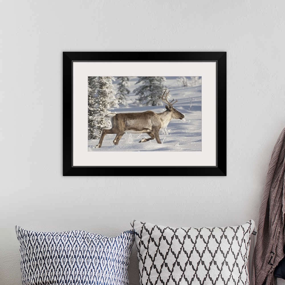 A bohemian room featuring caribou,(Rangifer tarandus).Alaska