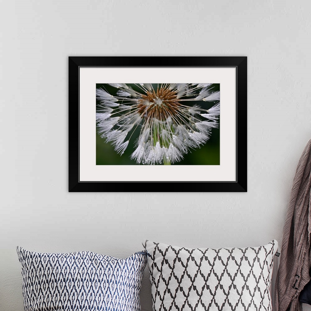 A bohemian room featuring This horizontal wall art is a microphotograph close-up of dew beaded on a flower.