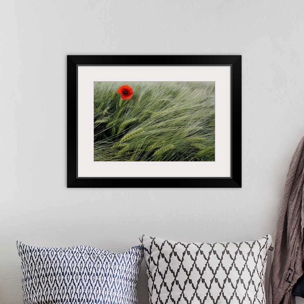 A bohemian room featuring This is a landscape photograph of grain blowing gently in the wind with a single flower growing u...