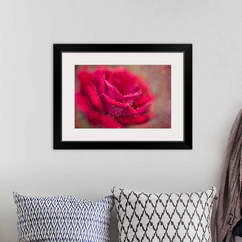 A bohemian room featuring Soft focus and texture effects applied to a red Grandiflora rose - New York Botanical Garden.