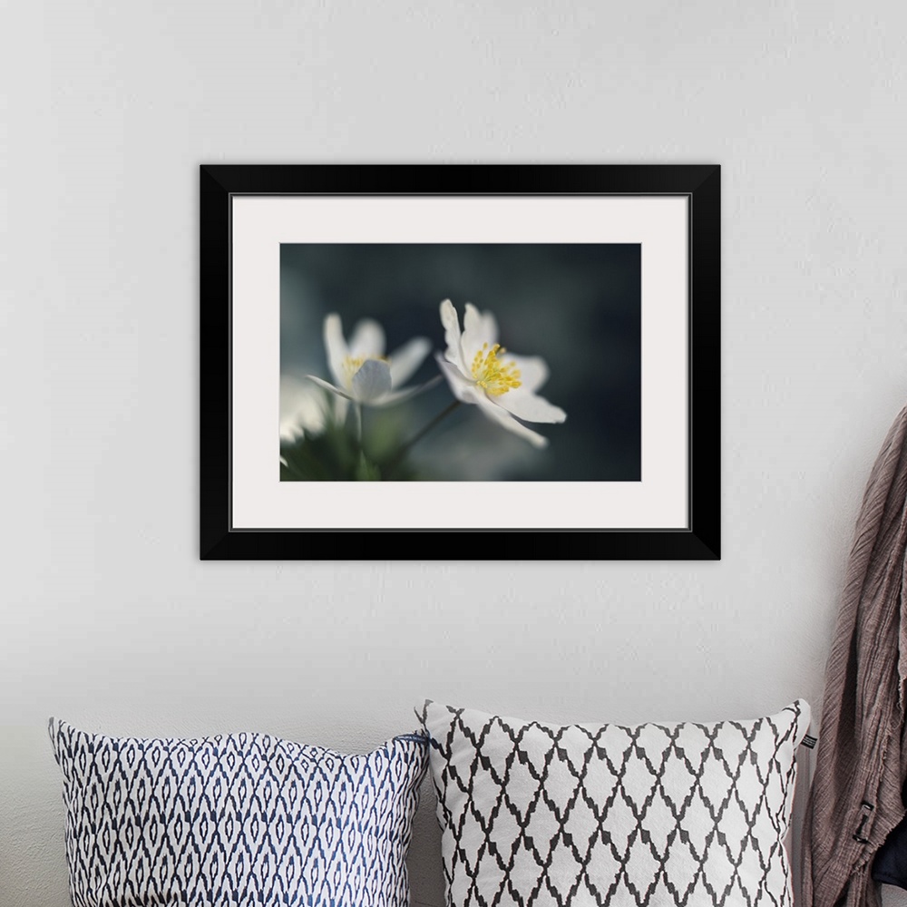 A bohemian room featuring Two small white flowers on a bokeh background.