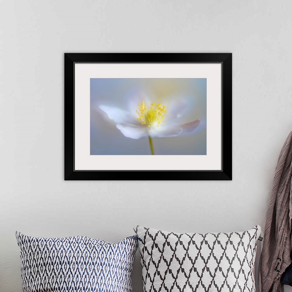 A bohemian room featuring Soft focus macro image of a white flower with bright yellow in the middle.