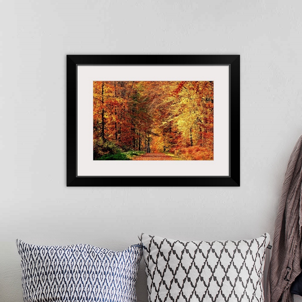 A bohemian room featuring A road that becomes a tunnel through a forest full of fall colors in this horizontal photograph.