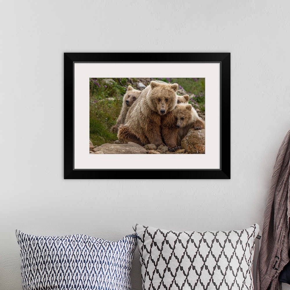 A bohemian room featuring Brown bear sow and two cubs, Katmai National Park, Alaska, USA