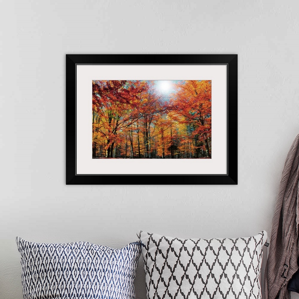 A bohemian room featuring Fall Colored Trees
