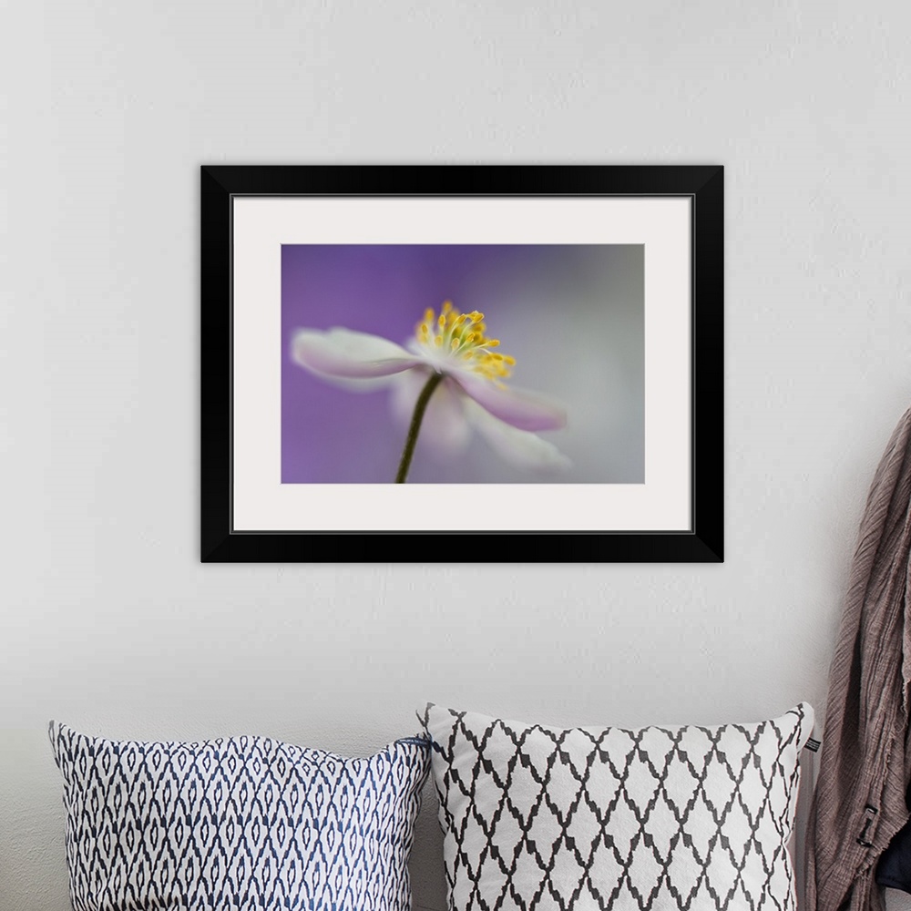 A bohemian room featuring Macro photograph of the yellow center of an anemone nemorosa flower with a purple and gray backgr...